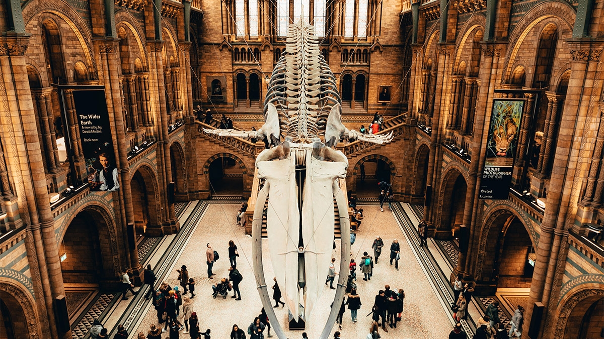 The Natural History Museum